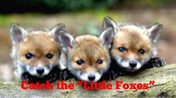 Catch the Little Foxes